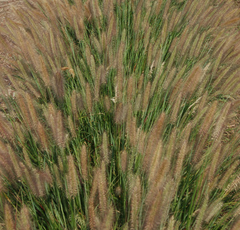 Jambalaya Fountain Grass ~ Pennisetum alopecuroides 'Jambalaya' G2