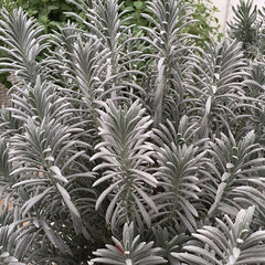 Sensational!™ Lavender ~ Lavandula x intermedia 'Sensational' 17CM