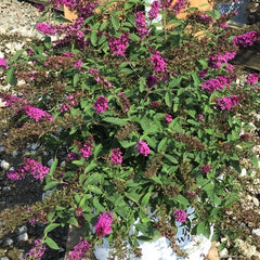 Lo & Behold Ruby Chip® Butterfly Bush ~ Buddleia x 'SMNBDD' G3