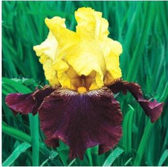 Blatant Reblooming Bearded Iris ~ Iris germanica 'Blatant' 19CM