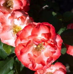 Color Splash™ Floribunda Rose ~ Rosa ‘KORbaymun’ G3