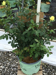 Simply Color® Grandiflora Rose ~ Rosa ‘KORmonali’ G3