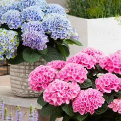 Elizabeth Ashley Hydrangea ~ Hydrangea macrophylla 'Hokomarore' G3