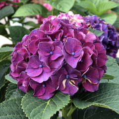 Wee Bit Grumpy® Bigleaf Hydrangea ~ Hydrangea macrophylla 'Stragrum' G2