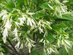 Fringe Tree ~ Chionanthus virginicus G3