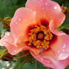 Ringo All-Star™ Rose ~ Rosa x 'ChewEyesUp' G3