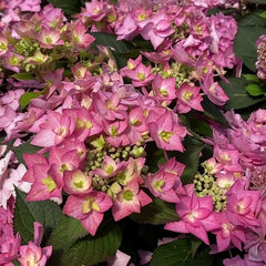 Let's Dance Can Do!® Reblooming Hydrangea ~ Hydrangea macrophylla × serrata 'SMNHSI' G3 FCD