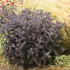 Rock 'N Grow® Back in Black Stonecrop ~ Sedum hybrid G1