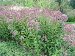 Gateway Joe Pye Weed ~ Eupatorium maculatum 'Gateway' G2