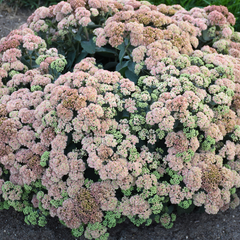 Rock 'N Grow® Coraljade Stonecrop ~ Sedum G1