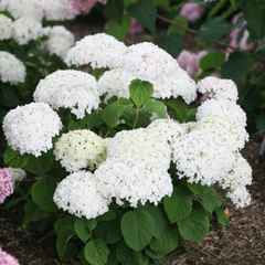 Invincibelle Wee White® Smooth Hydrangea ~ Hydrangea arborescens 'NCHA5' G2