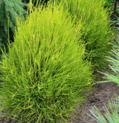 Franky Boy Chinese Arborvitae ~ Thuja orientalis 'Franky Boy' G3