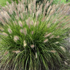 WorryFree® Praline™ Fountain Grass ~ Pennisetum alopecuroides PralineG2