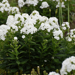 Luminary® Backlight Tall Garden Phlox ~ Phlox paniculata G1