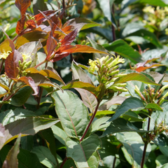 Ru-Bee Wren® Bush Honeysuckle ~ Diervilla rivularis 'Ru-Bee Wren' G3