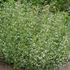 Calamint ~ Calamintha nepeta subsp. nepeta 19CM