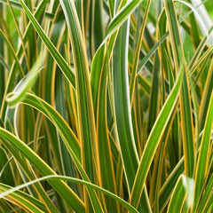 EverColor® Everglow Sedge ~ Carex oshimensis 'Everglow' 19CM