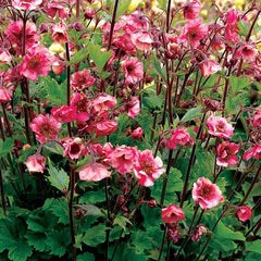 Tempo™ Rose Avens ~ Geum 'Tngeutr' G1
