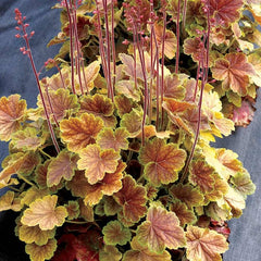 Northern Exposure™ Sienna Coral Bells ~ Heuchera x 'TNHEUNESI' G1