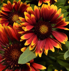 SpinTop™ Orange Halo Blanket Flower ~ Gaillardia aristata 'Bargaispinor' G1