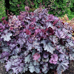 Northern Exposure™ Purple Coral Bells ~ Heuchera x 'TNHEUNEP' G1