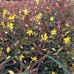 Burgundy Mist Loosestrife ~ Lysimachia lanceolata ‘Burgundy Mist’ G1