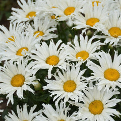 Amazing Daisies® Spun Silk Shasta Daisy ~ Leucanthemum superbum 'Spun Silk' G1