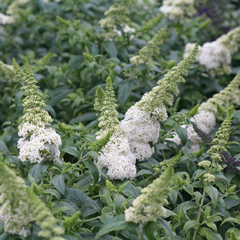 Pugster White® Butterfly Bush ~ Buddleia davidii 'SMNBDW' G3