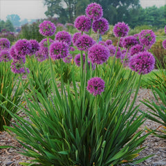 Lavender Bubbles Ornamental Onion ~ Allium 'Lavender Bubbles' 19CM
