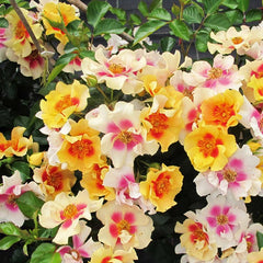 Ringo® Rose ~ Rosa x 'ChewBullseye' G3