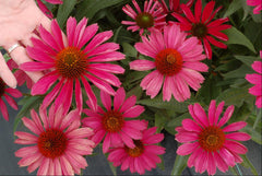 Kismet® Raspberry Coneflower ~ Echinacea x Kismet 'TNECHKR' 17CM