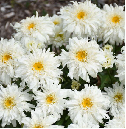 Amazing Daisies® Marshmallow Shasta Daisy ~ Leucanthemum superbum 'Marshmallow' G1