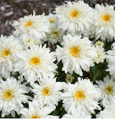 Amazing Daisies® Marshmallow Shasta Daisy ~ Leucanthemum superbum 'Marshmallow' G1