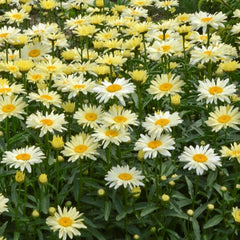 Amazing Daisies® Banana Cream II Shasta Daisy ~ Leucanthemum superbum 'Banana Cream 2' G1