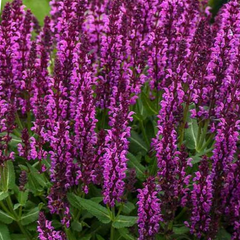 Bumbleberry Salvia ~ Salvia nemorosa 'Bumbleberry' G1