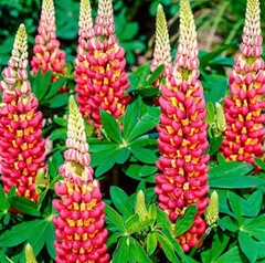 Westcountry™ Tequila Flame Lupine ~ Lupinus polyphyllus PF600