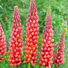 Westcountry™ Terracotta Lupine ~ Lupinus polyphyllus PF600
