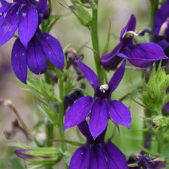 Starship™ Blue Cardinal Flower ~ Lobelia speciosa 19CM