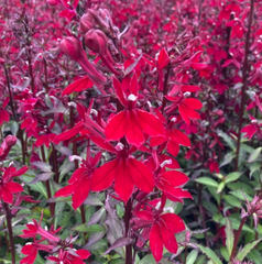 Starship™ Burgundy Cardinal Flower ~ Lobelia speciosa 19CM