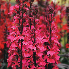 Starship™ Rose Cardinal Flower ~ Lobelia speciosa 19CM