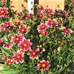 Li'l Bang™ Candy Stripes Tickseed ~ Coreopsis ‘Candy Stripes’ 19CM