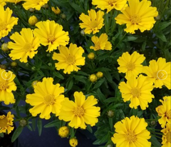 Li'l Bang™ 'Goldilocks' Tickseed ~ Coreopsis 'Goldilocks' 19CM