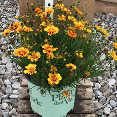 Li'l Bang™ Fire Wheel Tickseed ~ Coreopsis 'Fire Wheel' 19CM