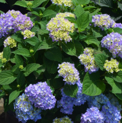 Azure Skies™ Hydrangea ~ Hydrangea macrophylla 'COF HM1' G3