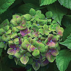 Froggie™ Hydrangea ~ Hydrangea macrophylla 'COF HM2' G2