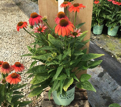Artisan™ Red Ombre Coneflower ~ Echinacea x 'Artisan Red Ombre' 17CM