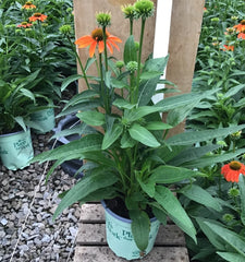 Artisan™ Soft Orange Coneflower ~ Echinacea x 'Artisan Soft Orange' 17CM