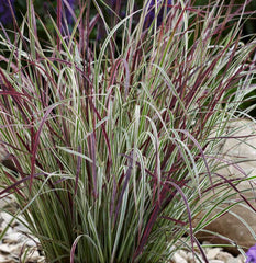 Chameleon Little Bluestem ~ Schizachyrium scoparium 'Chameleon' 19CM