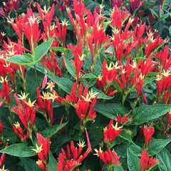 Ragin Cajun Indian Pink ~ Spigelia marilandica G1