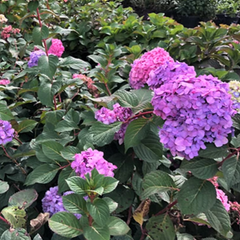 Rock N Roll Reblooming Hydrangea ~ Hydrangea macrophylla 'COF HM3' G3